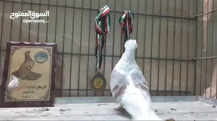  3 فحل كلوت شغال ومكفول مستوى جميل