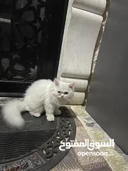  1 قط للبيع الخليل