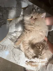  6 قط شيرازي جاهز لبيتو لجديد منظف معقم عمرو سنة بياكل دراي فود