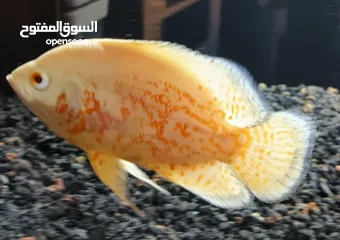 1 سمك زينة مفترس للبيع (كوم كامل أو نص الكوم)