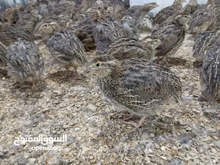  5 متوفر لدينا  فري (السمان) ذبخ +بياض