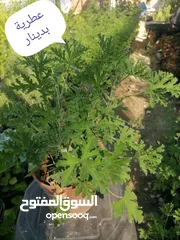  18 اشتال للبيع يتوفر اشتال منوعه وجميله