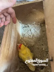  5 جوز روز لاتينيو انتاج ماكينة صلاة نبي