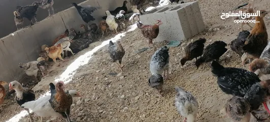  9 موجود صوص بلدي