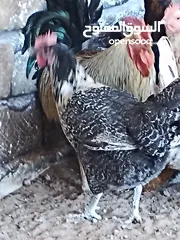  6 دجاجات للبيع