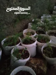  6 اشجار زينه