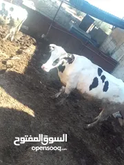  1 بقره عشار 7