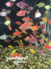  1 تشكيلة سمك مميزة وواسعة يوجد سعر على الكميات
