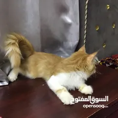  4 قطه عمرها 3 شهور