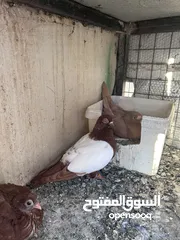  5 جواز للبيع سعر طري