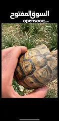  1 جوز سلاحف ذكر وانثى