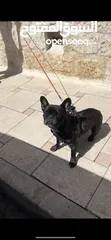  1 French Bulldog