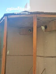  8 للبيع طيور لاتيني بيور
