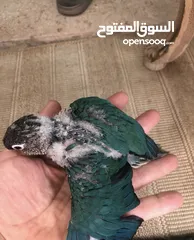  19 فراخ جرين شيك اليفه اقرأ تفاصيل زق يدوي اليفات تركواز  واناناس  ونورمال محجلات من انتاجي