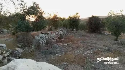  6 ارض زيتون للبيع