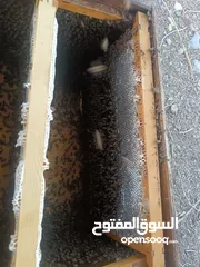  3 عسل سدر  صافي