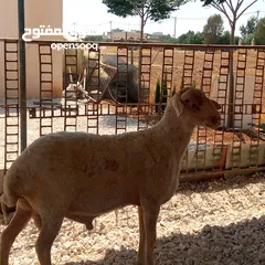  1 ثني مخلاع معه حبه