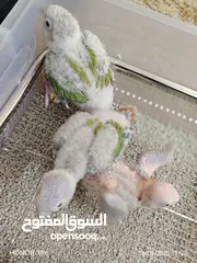  2 فراخ جرين شيك حبات نخب حجم جامبو صدر احمر