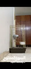  3 ببغاء كاسكو متكلم بحكي اكثر من 30 كلمه