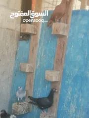  17 حمام للبيع