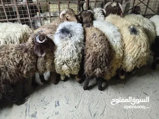  4 خرفان أضاحي للبيع اوزان لحم صافي 25