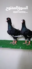  1 اجواز مسويد