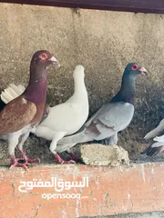  13 حمام انواع نخب اول معاكيف وبغدادي وابلق