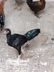 1 للبيع دجاج باكستانيات و عمانيات  و عفاد وحمام بري