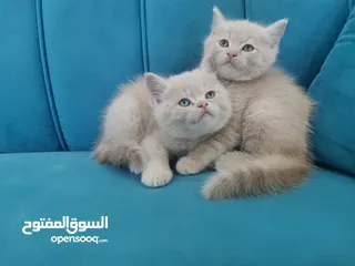  7 قطط سكوتش ستريت