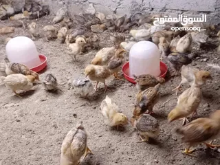 3 صوص بلدي عمر 38 يوم   صوص بلدي عمر 18 يوم