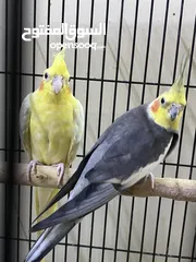  2 بغبغاء كوكتيل للبيع ذكر و أنثى male and female kokotail for sale