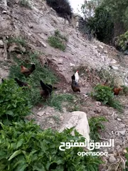  4 جاج بلدي للبيع الحاج مش كبير بالعمر اله شهرين بيبيض