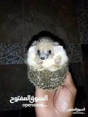  4 قنافذ منزلية للبيع