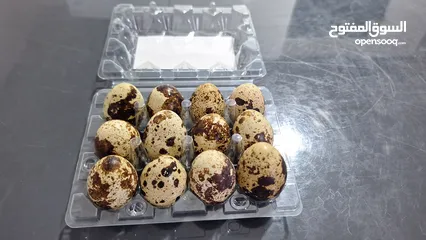  2 بيض السمان طازج يومياً - جودة عالية وسعر ممتاز