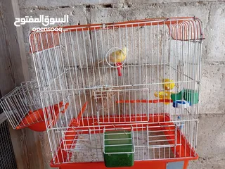  14 انثايتين كنار ليموني اليموني الغامقه جاهزه معبيه بدها تبيض اليموني الفاتح عمرها 5 أشهر شهر بتشتغل