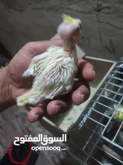  5 افراح كوكتيل زق يدوي