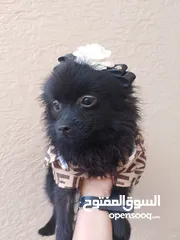  2 بوميرينيان انثى