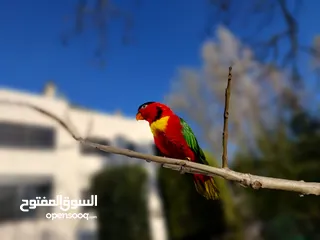  6 ببغاء لوري أحمر صدر أصفر يحب اللعب بكثره، يحب التواصل، أليف، يمل بسرعة، يحب أن يقف على كتف الشخص