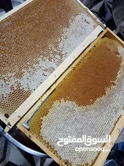  9 يوجد عسل طبيعي مكفول 100٪ من جبال عجلون _ عرجان