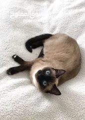  2 Beautiful Siamese cat