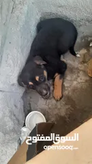  3 روس ميكس انثى للبيع