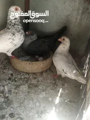  5 جوازين قراقطه +ذباني قراقطه حبات حلوة  شغالات بسعر حرررق