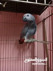  2 African gray parrot
