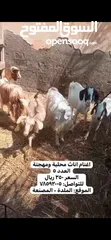  1 حلال منوع للبيع