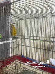  3 السلام عليكم.فحل كنار موردي ناااار ابو فراخ .سعرو 17دفقط
