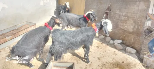  5 4معزا كفالة حليب 3خمسيات وحده جميع
