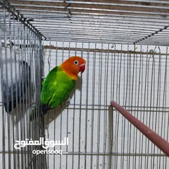  3 جوز فيشر ابلاين جوز منتج واهالي فراخ معهم فرخين مع امكانيه بيع الفراخ لحالها للزق اليدوي