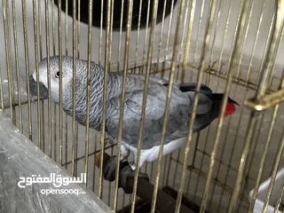 2 ببغاء جاكو افريقي مستورد مروض بحكي وبقلد الاصوات صحته ممتازه عمره 4 سنين