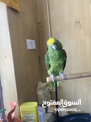  3 أليف نوع أمازوني