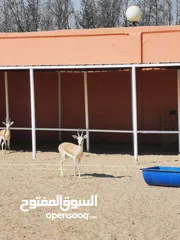  2 غزلان الريم العربي